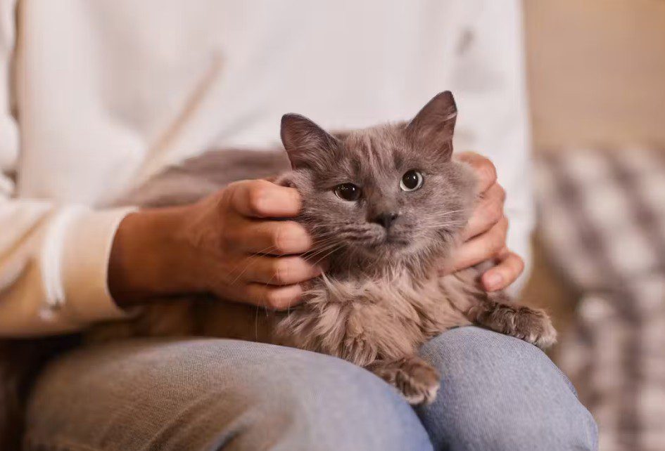 The Conversation | Vershinin89/Shutterstock